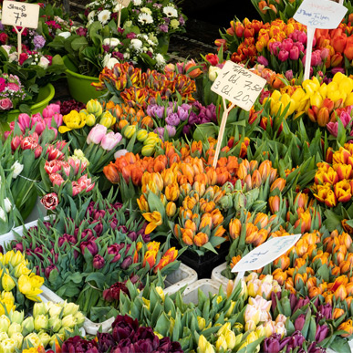 Münstermarkt: Marktprodukt Blumen und Pflanzen - Copyright FWTM-Joos